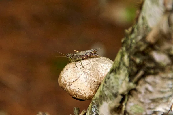 关闭小蚱蜢栖息在老桦树上生长的幼龄桦树多孔蘑菇的顶部 — 图库照片
