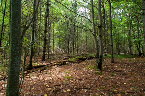 Belle Vue Panoramique Sur Forêt Pins Sur Une Route Robuste — Photo