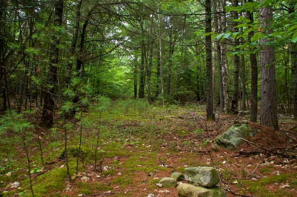 Belle Vue Panoramique Sur Sentier Randonnée Couvert Mousse Sur Une — Photo