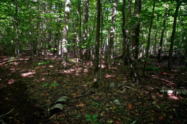Wilmington New York 'taki Boreal Ormanı' nda yürüyüş parkurunda sabah güneşini noktaladım., .