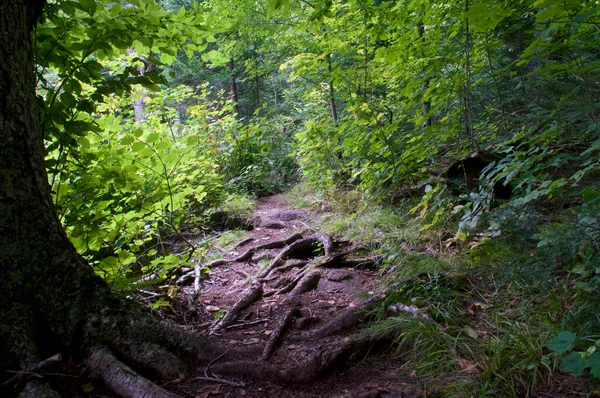 Beautiful Scenic Afternoon View Boreal Forest Wilmington New York Dappled — Stock Photo, Image