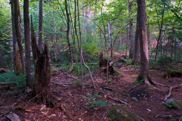 Afternoon Old Boreal Forest Wilmington New York Dappled Sunlight Tall — Stock Photo, Image