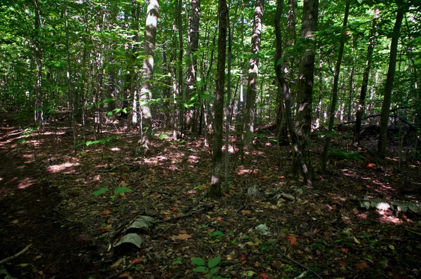 Ensoleillé Matin Long Sentier Randonnée Dans Forêt Boréale Wilmington New — Photo