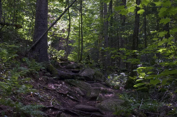 Beautiful Scenic Afternoon View Boreal Forest Wilmington New York Dappled — Stock Photo, Image