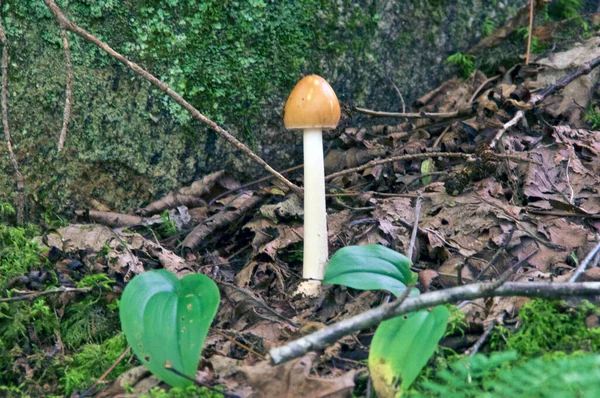 在大石头附近生长着一个巨大的金黄色的蘑菇 它有闪亮的橙色头颅和坚实的白色轴 — 图库照片