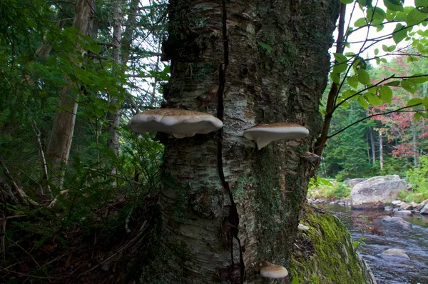 纽约阿迪龙达克山区 在采石场远足的小径上 在河边的树干上生长着一套巨大的桦树多孔蘑菇 — 图库照片