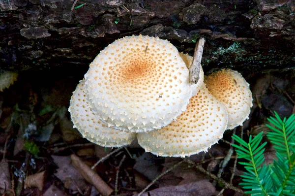 Collection Spiked Mushroom Fungus Growing Out Fallen Tree Trunk — Stock Photo, Image