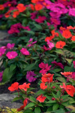 Güzel Pembe ve kırmızı kır çiçeklerinin dikey görüntüsü sığ bir tarla derinliğinde bulutlu bir yaz öğleden sonrasında.
