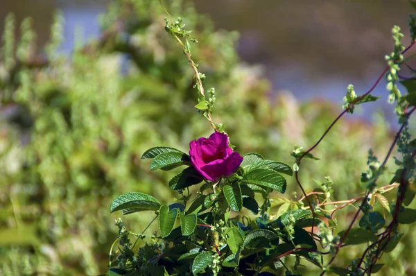 Beautiful Red Wild Rose Growing Large Bush Marginal Way Ogunquit — Stock Photo, Image