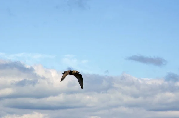 Dospívající Racek Letu Proti Modré Obloze Mraky Křídly Dole Spousta — Stock fotografie