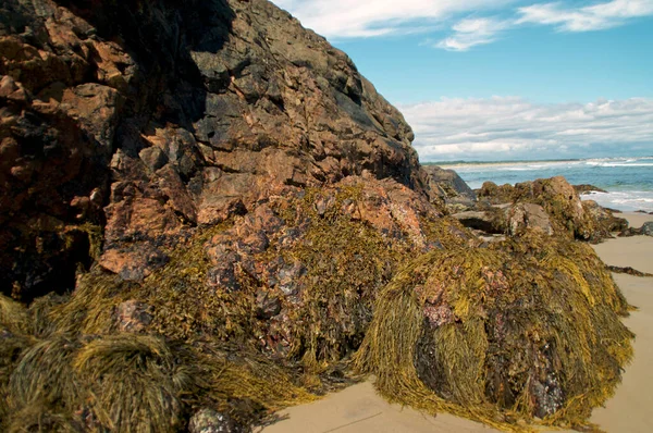ビーチで晴れた夏の日にバックグラウンドで大西洋からの波がクラッシュしている大規模な海草で覆われた岩の閉鎖 — ストック写真