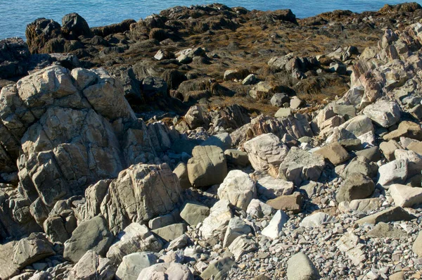 様々な大きさの岩や石 いくつかは大西洋の海岸の日差しの中で海藻で覆われています — ストック写真