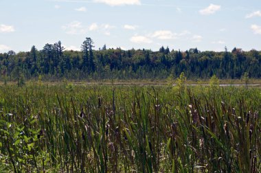 Wilmington New York 'taki Adirondacks' ın arka planında ormanın derinliklerine bakan....