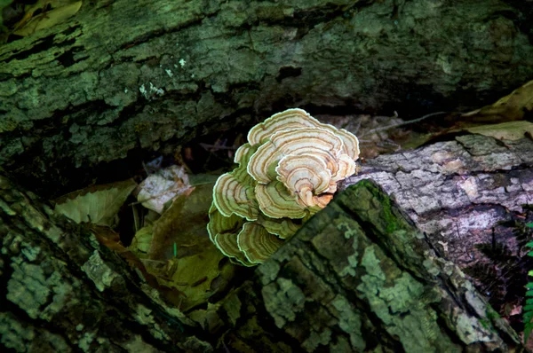 俯瞰着一簇生长在锯断的硬木原木上的药用火鸡尾菇 — 图库照片