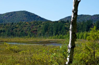 Arka planda güzel manzaralı Adirondack dağları orta zeminde bataklık ve ön planda soyulan bir huş ağacı..