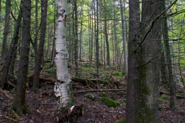 Boreal Ormanı 'nın güzel doğa görüntüsü huş ağacını ve çeşitli ağaçları diğer bitkilerle gösteriyor..