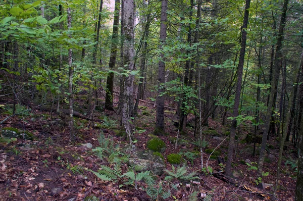 Belle Image Nature Forêt Boréale Sauvage Montrant Divers Arbres Autres — Photo