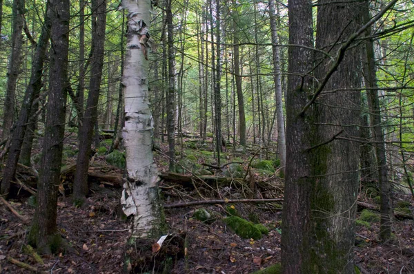 Прекрасне Зображення Природи Бореальних Лісів Показують Березу Різні Дерева Іншою — стокове фото