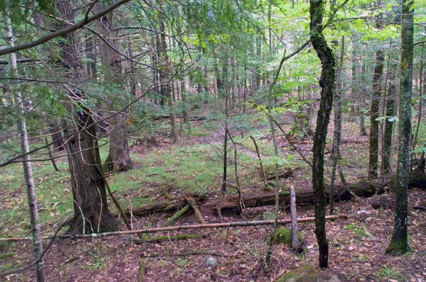 北半球の森の中の景色は 様々な木や他の植生を示しています — ストック写真