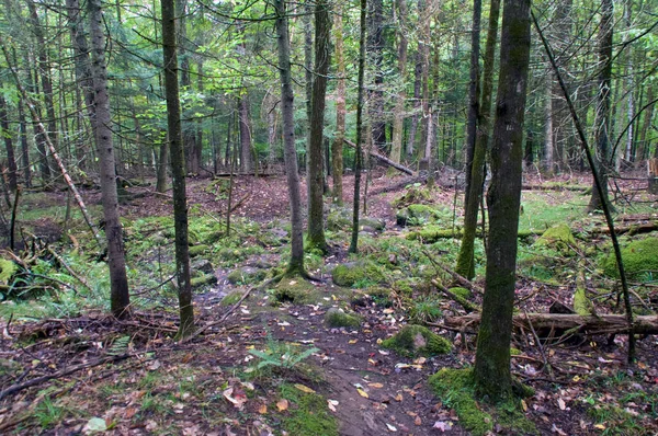 Prachtig Natuurbeeld Van Boreale Boswildernis Met Diverse Bomen Andere Vegetatie — Stockfoto