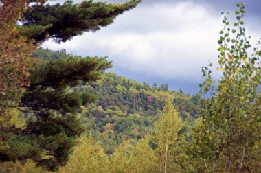 New York 'taki Adirondack dağlarında, ön planda, orta alanda ve arka planda çeşitli ağaçlar var.