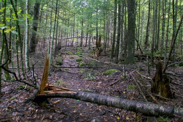 Des Arbres Brisés Tombés Bloquent Sentier Pédestre Pédestre Dans Forêt — Photo