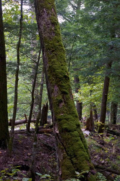 Bel Arbre Couvert Mousse Dans Forêt Boréale Par Temps Couvert — Photo