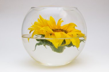 Cam Aranjman ayçiçeği