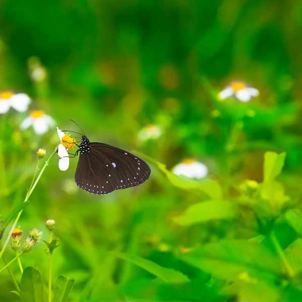 Papillon noir travaillant sur les fleurs — Photo