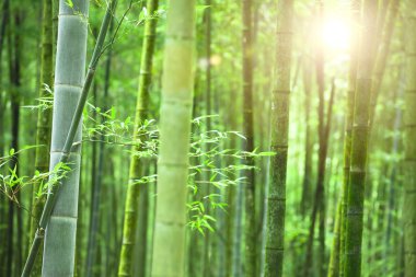sabah güneş ışığı ile bambu ormanı