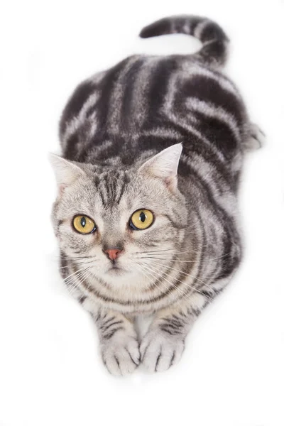 Cute tabby cat looking up — Stock Photo, Image