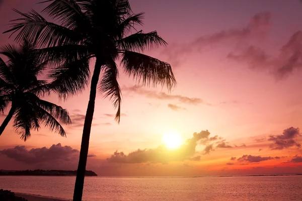 Palmen Silhouette bei Sonnenuntergang — Stockfoto