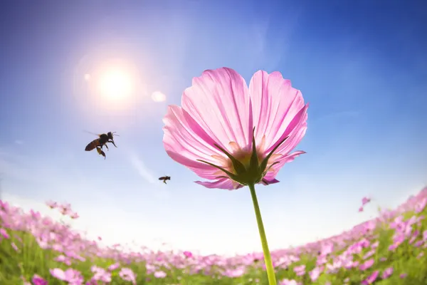 Μέλισσα και ροζ μαργαρίτες σε φόντο το φως του ήλιου — Φωτογραφία Αρχείου