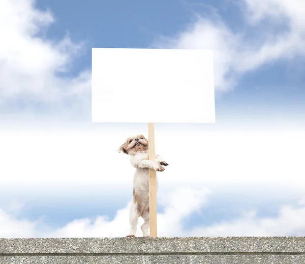 Lycklig hund stående på väggen och visar tom billboard — Stockfoto