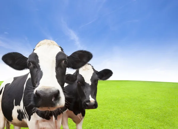 Kuh auf grünem Grasfeld mit Wolkenhintergrund — Stockfoto