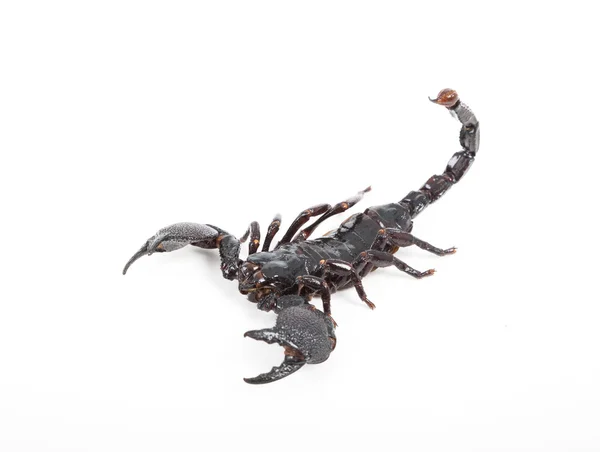 Black scorpion on white background — Stock Photo, Image