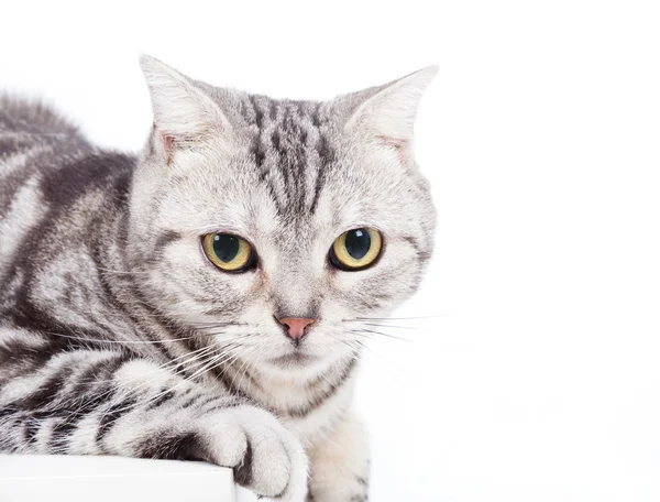 Gatos a olhar para a CÂMARA — Fotografia de Stock