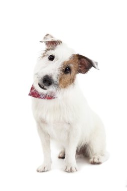 yavru jack russel terrier köpek beyaz zemin üzerine