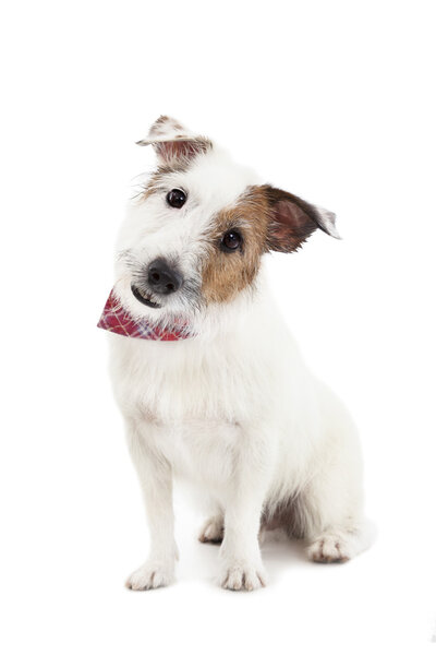 Puppy jack russel terrier dog on the white background — Stock Photo, Image