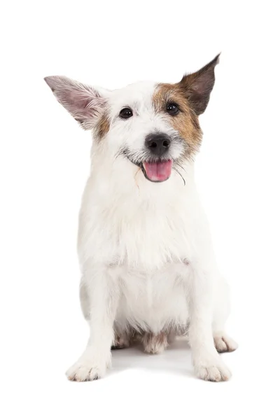 Jack russel terrier hond op de witte achtergrond — Stockfoto