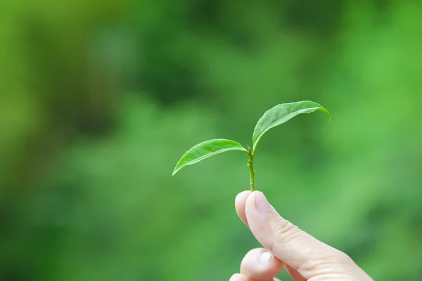 Mano sosteniendo hoja de té y fondo de jardín de té —  Fotos de Stock