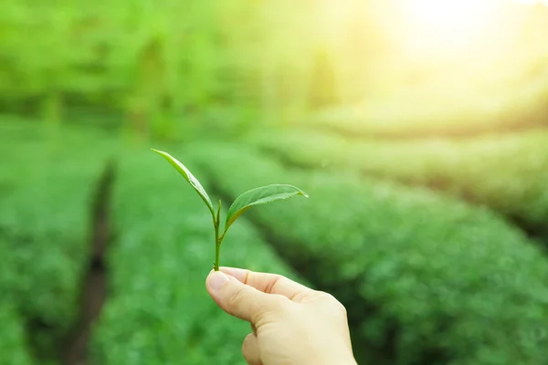 Mano tenendo foglia di tè e sfondo piantagione di tè verde — Foto Stock