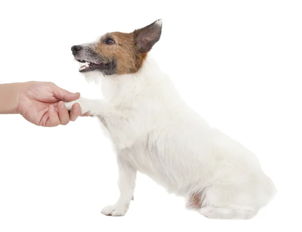 Köpek ile üzerine beyaz izole adam el sıkışma — Stok fotoğraf