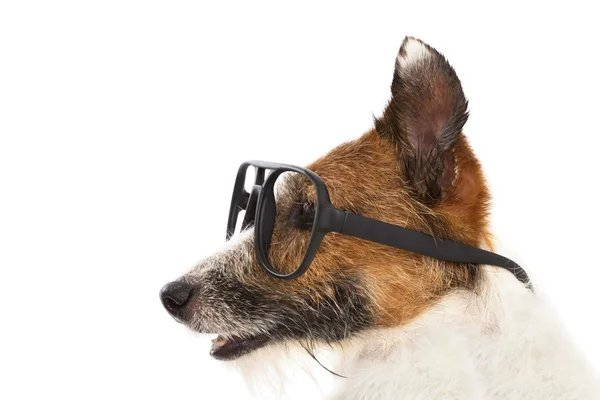 搞笑杰克罗素梗犬戴眼镜 — 图库照片