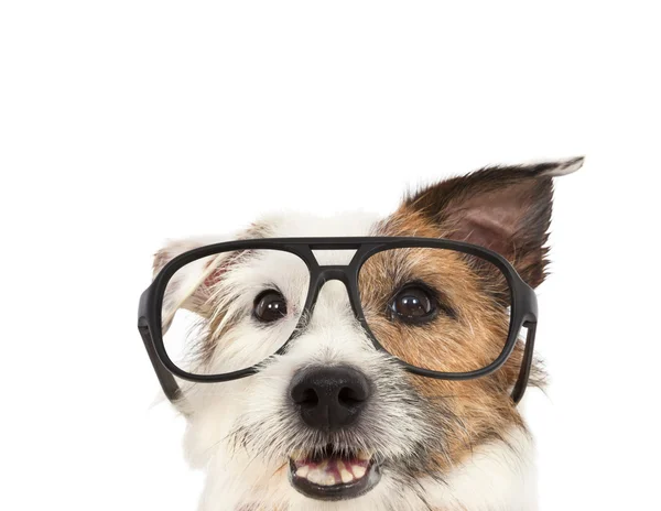 Gato russel terrier perro usando gafas —  Fotos de Stock