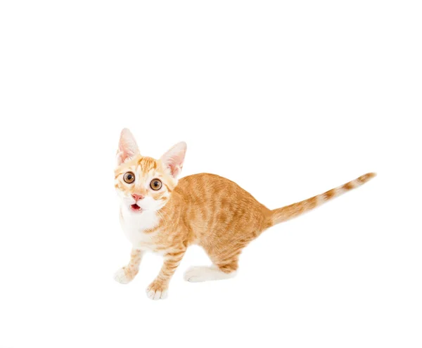 Surprised cat looking at camera — Stock Photo, Image