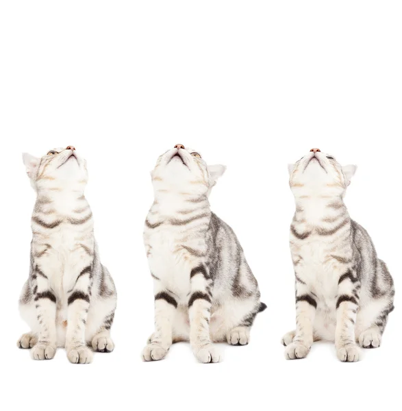 All cats looking up — Stock Photo, Image