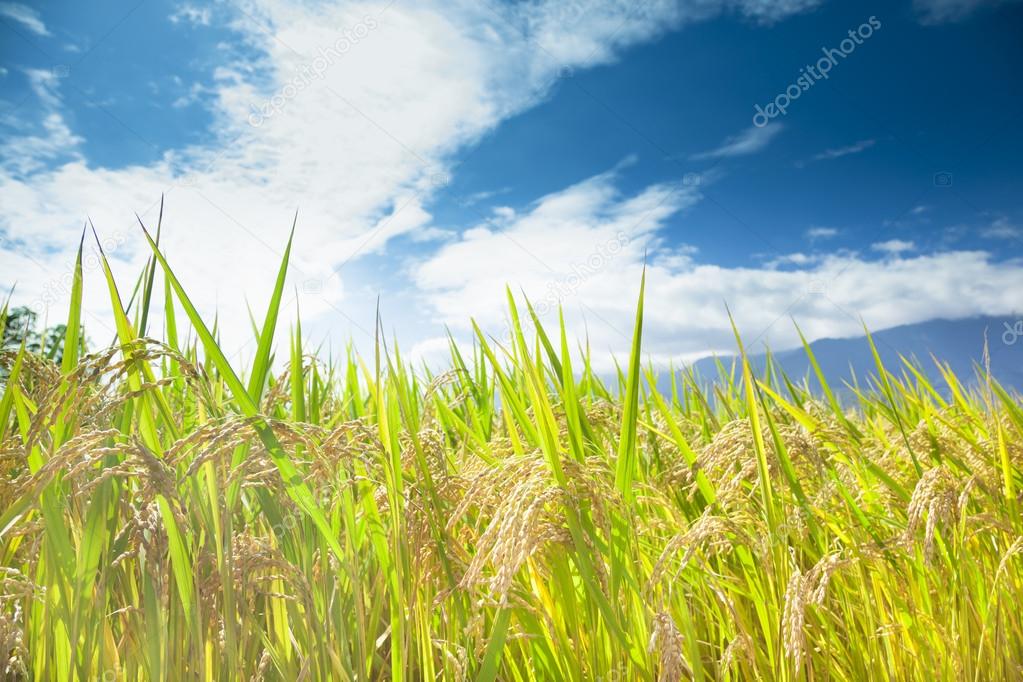 green rice field with cloud background