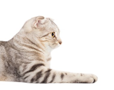 gülümseyen kedi yan görünüm