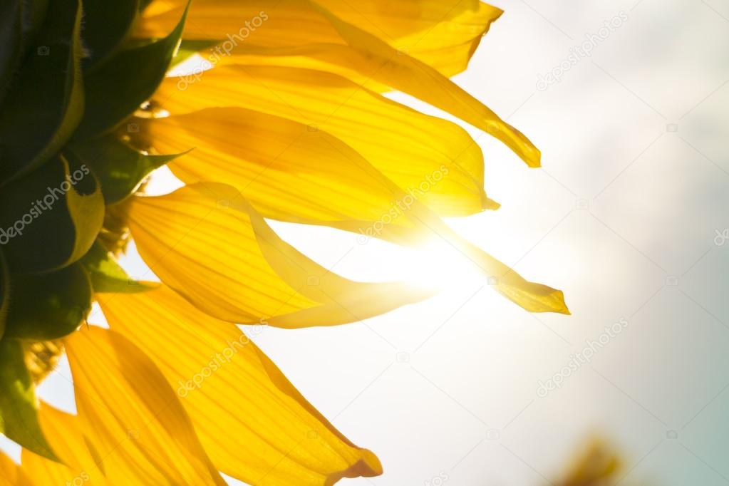 close up sunflower with sunlight